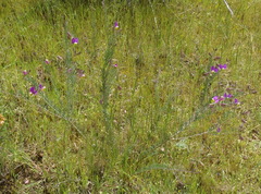 Polygala peduncularis