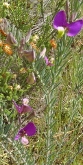 Polygala peduncularis