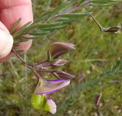 Polygala peduncularis