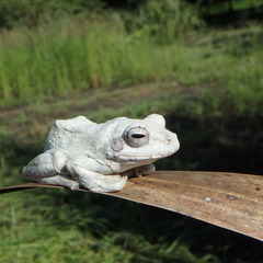 African Gray Treefrog photo 2