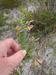 Polygala peduncularis