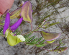Polygala peduncularis
