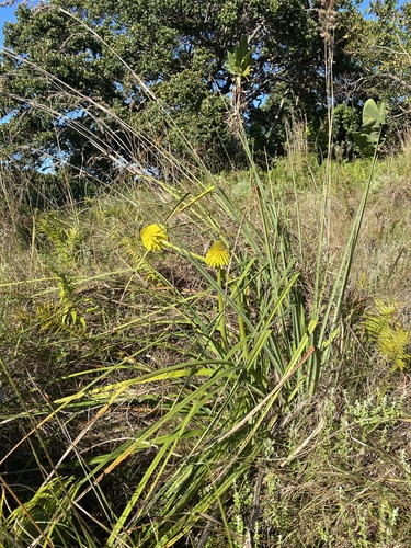 Winter Poker (Kniphofia rooperi)