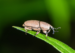 Sphenophorus minimus