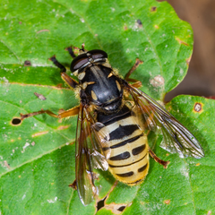 Temnostoma excentrica