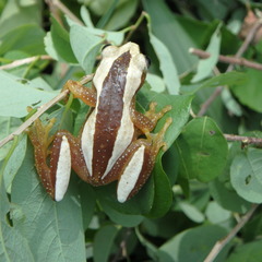 Afrixalus fornasini