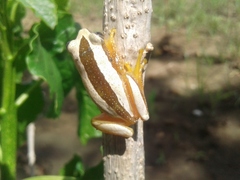 Afrixalus fornasini