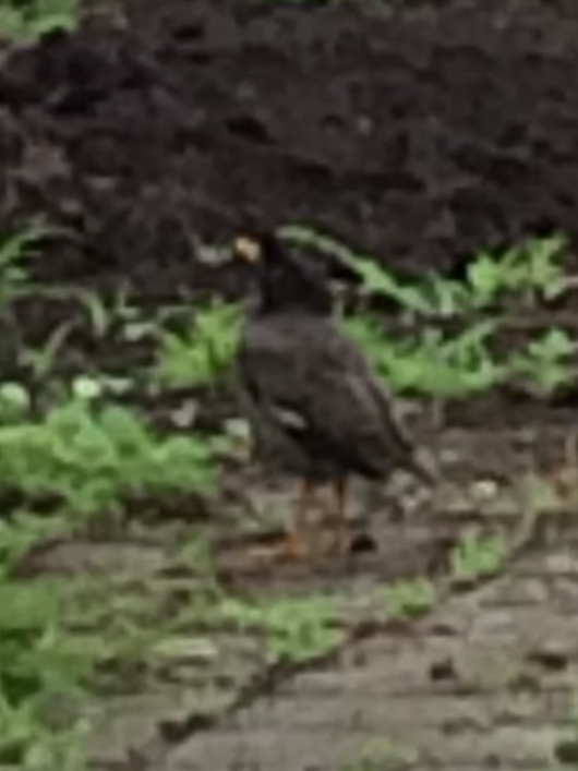 Jungle Myna