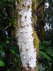 Lacmellea panamensis