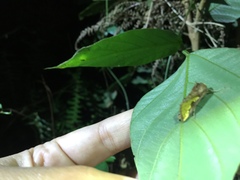 Thysanoplusia intermixta