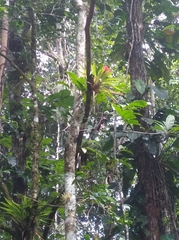 Lacmellea panamensis
