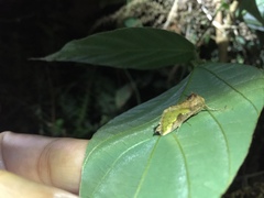 Thysanoplusia intermixta