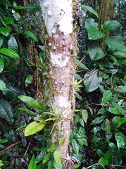Lacmellea panamensis