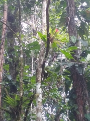 Lacmellea panamensis