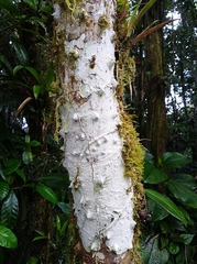 Lacmellea panamensis