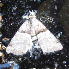 Cobubatha dividua