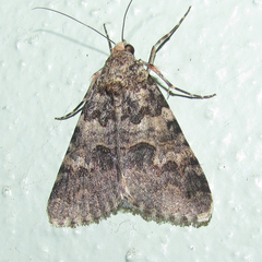 Drasteria sabulosa