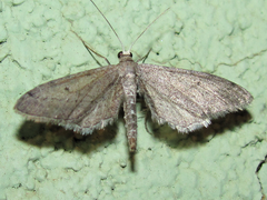 Euacidalia quakerata