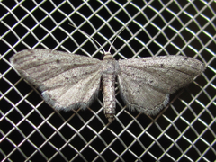 Euacidalia quakerata