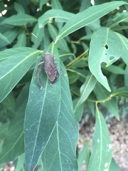 Pseudomictis obtusispinus