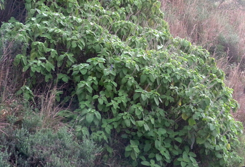 Woolly Plectranthus