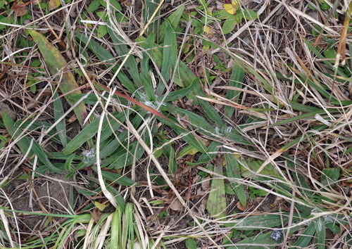 ribwort plantain