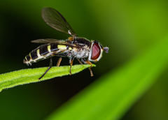 Melangyna fisherii