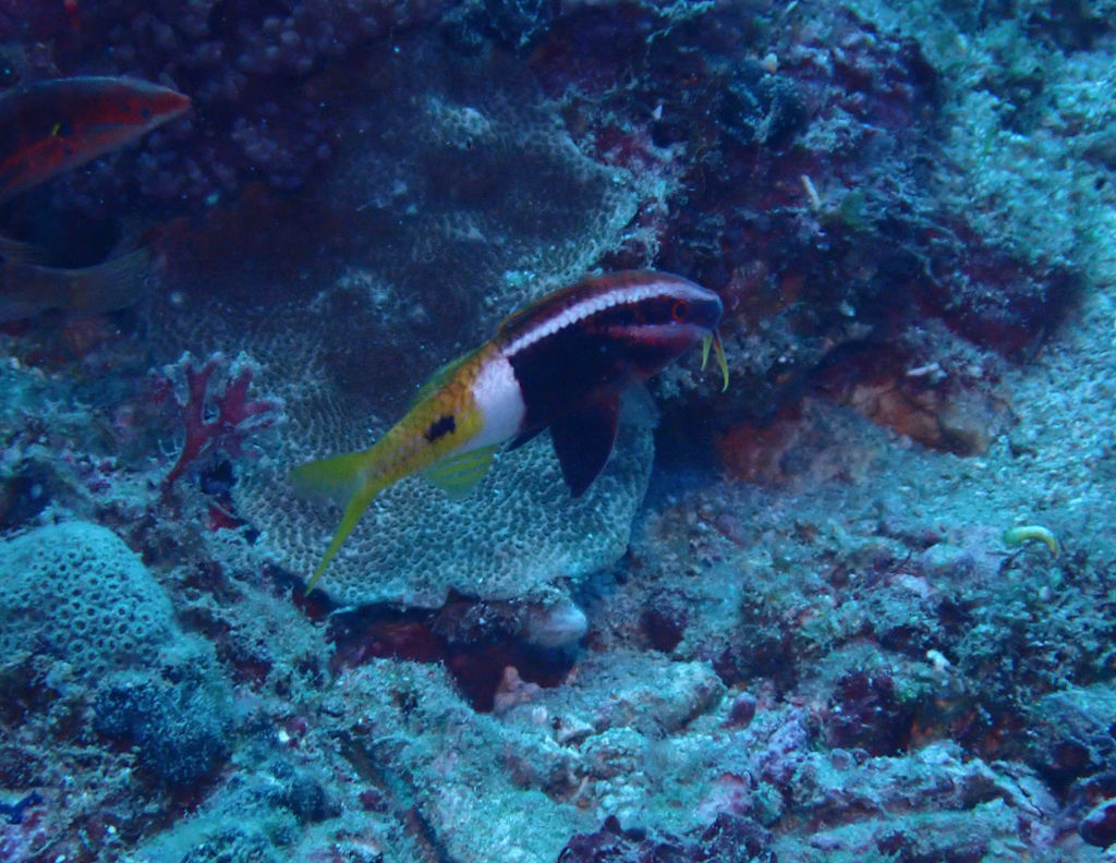 Bicolor goatfish