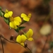 Aspalathus angustifolia - Photo (c) wonderwalker, algunos derechos reservados (CC BY-NC), uploaded by wonderwalker