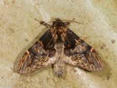 Hyperaeschrella nigribasis