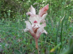 Orobanche caryophyllacea