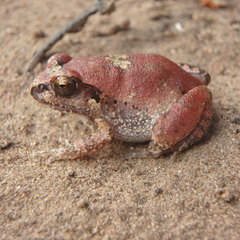 Arthroleptis stenodactylus