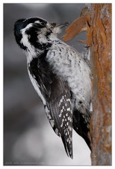 Eurasian Three-Toed Woodpecker photo 3
