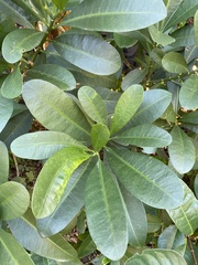 Voacanga (Voacanga)