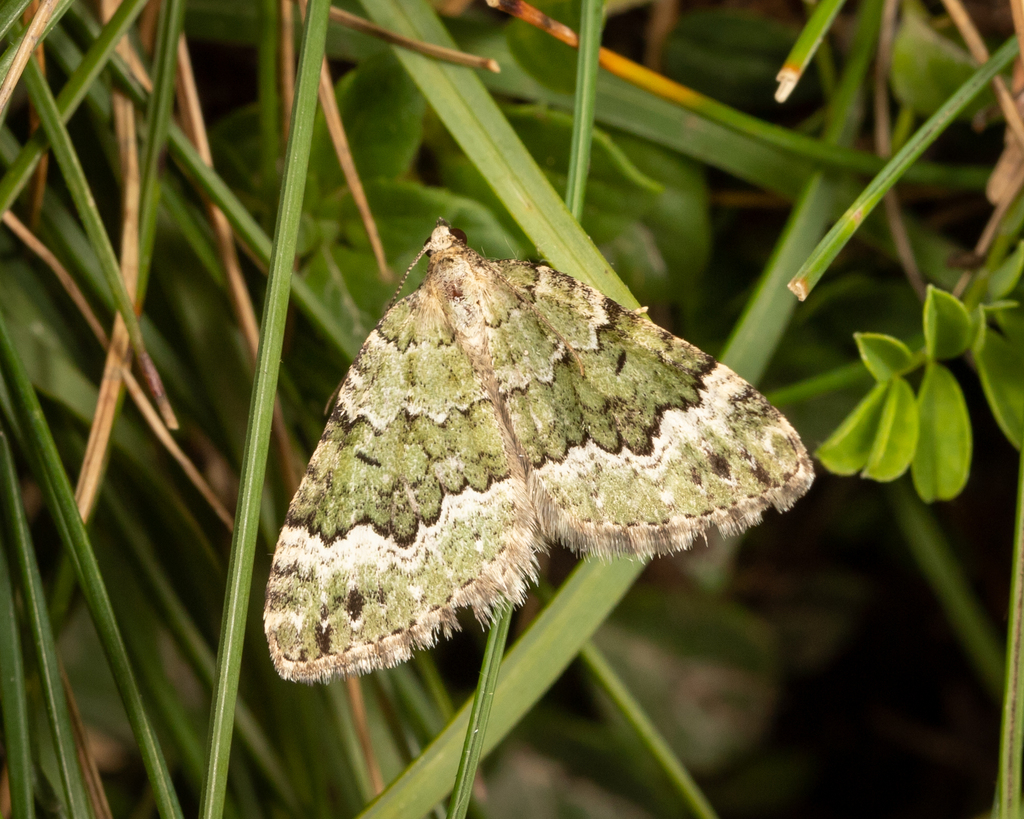 Beech-green Carpet