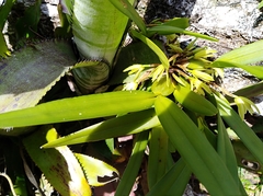 Maxillaria friedrichsthalii