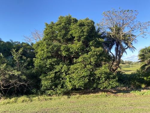 Large-Leaved Onionwood (Cassipourea gummiflua)