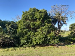 Cassipourea gummiflua