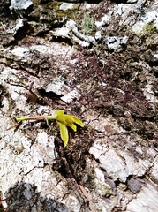 Maxillaria friedrichsthalii