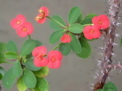 Euphorbia milii