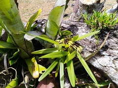 Maxillaria friedrichsthalii