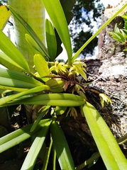 Maxillaria friedrichsthalii
