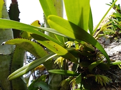 Maxillaria friedrichsthalii