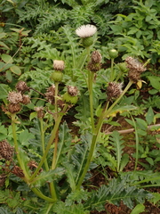 Cirsium brevicaule