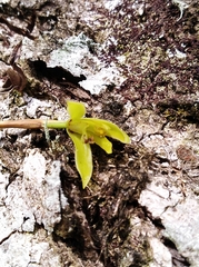 Maxillaria friedrichsthalii