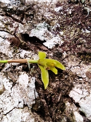 Maxillaria friedrichsthalii