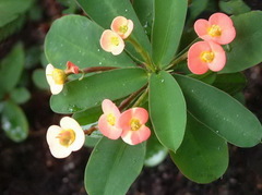Euphorbia milii