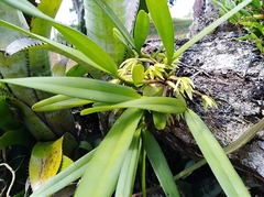 Maxillaria friedrichsthalii