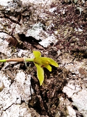 Maxillaria friedrichsthalii