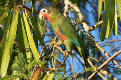 Amazona leucocephala